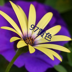 97黄(huáng)色(sè)