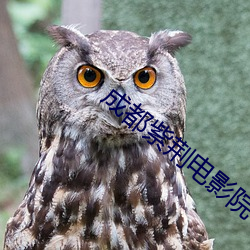 成(chéng)都紫荆电(diàn)影院
