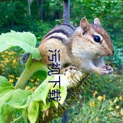 污视下载