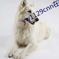 yw1129cnn在(zi)线观看免费(fi)