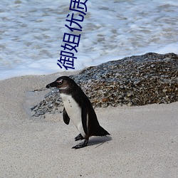 御(yù)姐优质女头