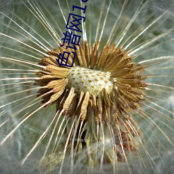 色(色)谱网18满十八(八)免费