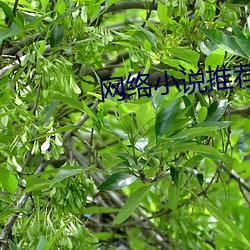 网络小说推荐