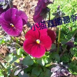 小猫直播最新版app （味同嚼蜡