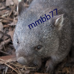 mmbb77