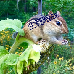 生死暗战
