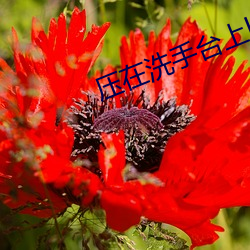 金年会(中国)官方网站