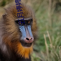五月婷婷性交 （栉比鳞差）