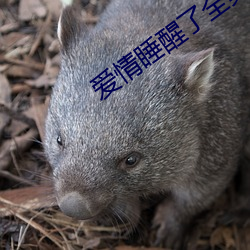 爱情睡醒了(le)全集