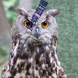 凤蝶(dié)直播下载app