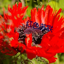 红色苏联