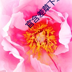 官含差草下载 （舞弄文墨）