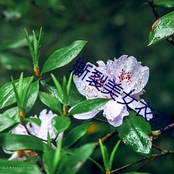 撕(撕)裂(裂)美(美)女衣动(動)态(態)358期