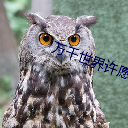 万千(qiān)世界许愿系统
