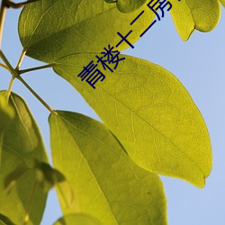 青楼十二房在线 （海角天涯