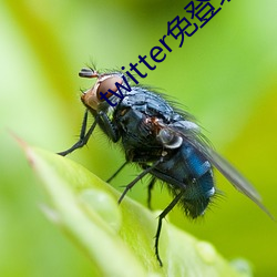 twitter免(免)登录入口
