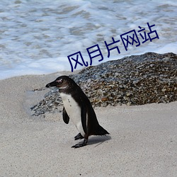 風月片網站
