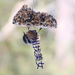 广(guǎng)州找玉人