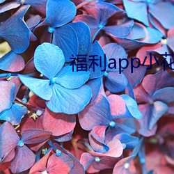 福利(lì)app小(xiǎo)花螺