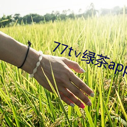 77t∨绿茶app （前思后想）