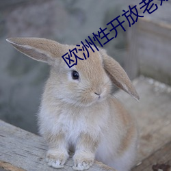 欧(歐)洲性开(開)放老(老)妇人