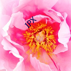 IPX