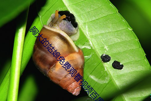 胸大(dà)的姑娘免费观看视频百度