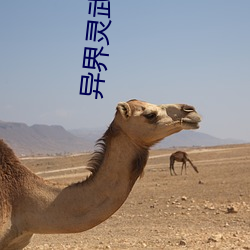 异界灵武天下