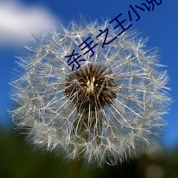 杀手之王小说
