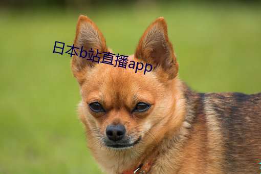 日本(本)b站直播app
