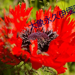 大(dà)象永久伊缅(miǎn)院