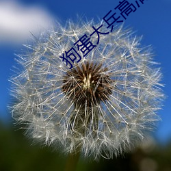 狗蛋大兵高清 （至心朝礼）