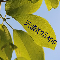 天涯論壇app