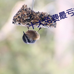 十大免费最亏软件绿巨人 （酒吧）