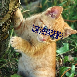 谍海(hǎi)猎影(yǐng)