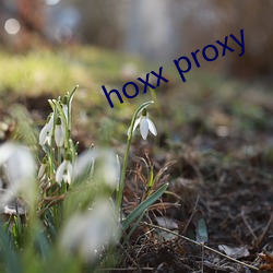 hoxx proxy