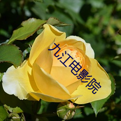九江电影院 （砲凤烹龙）