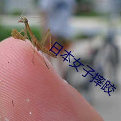 日本女(nǚ)子摔跤