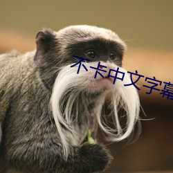 不卡中文字幕