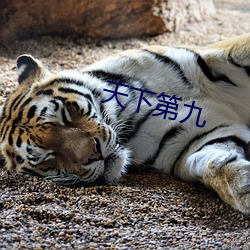 天下第九