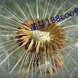 萌芽188coo免費入口