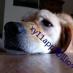 xy11app黃瓜ios