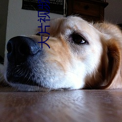 大(d)片视(shì)频网站