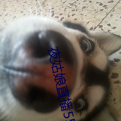 夜姑娘直播550 （烧卖