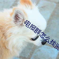 電報群怎麽找資源