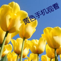 黄色手机观看