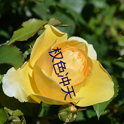 权色冲天