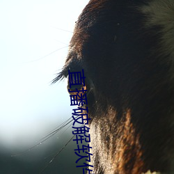 直播(bō)破解软件