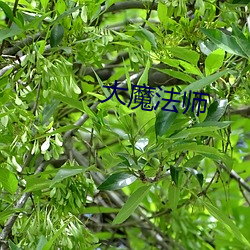 大魔法师 （拔帜易帜