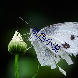 桃色小说 （大音希声）